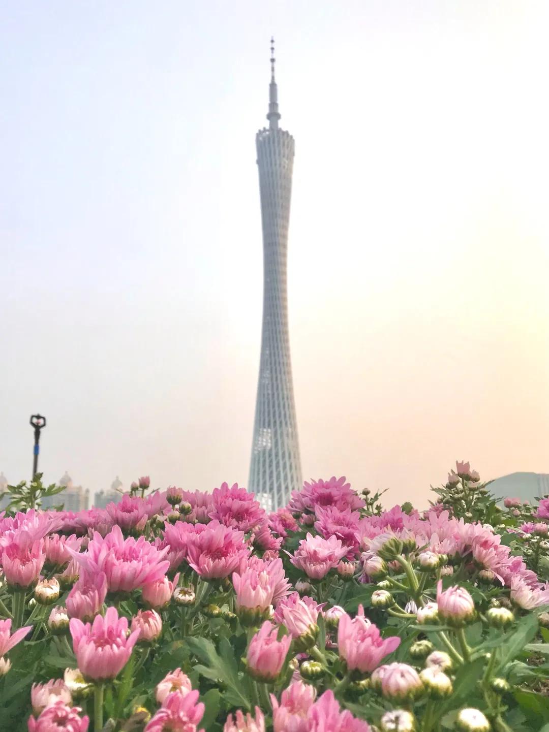 广州公园大片花海,广州哪个地铁站附近有花海