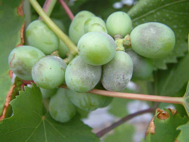 露天葡萄进入幼果期,霜霉病发生严重?转变思路,提早预防很关键