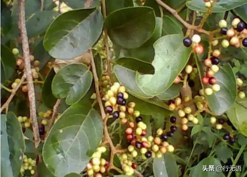 有趣的农村生活食物,农村生活农村娃农村美食