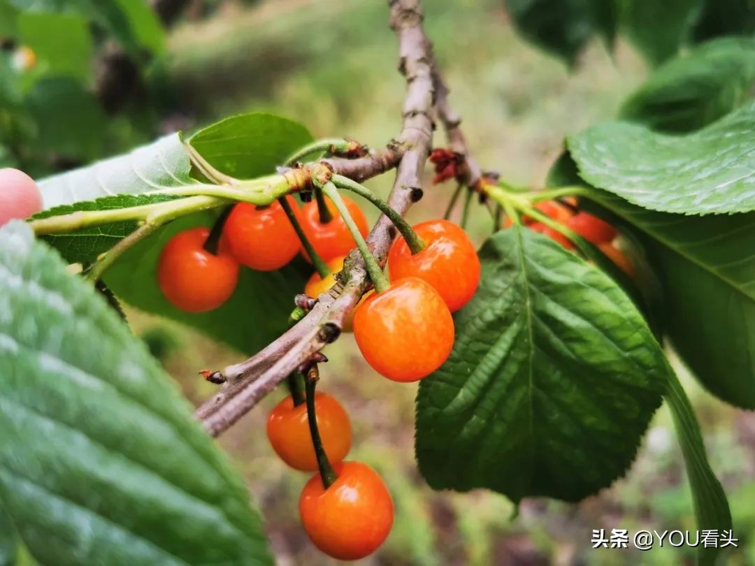 成都市恩桃儿,恩桃成都