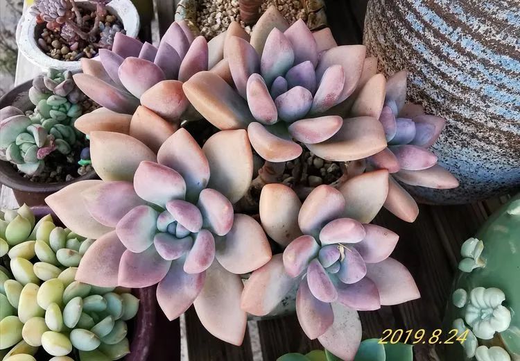 人生就像养多肉一样,人生如同养多肉时间不会怠慢