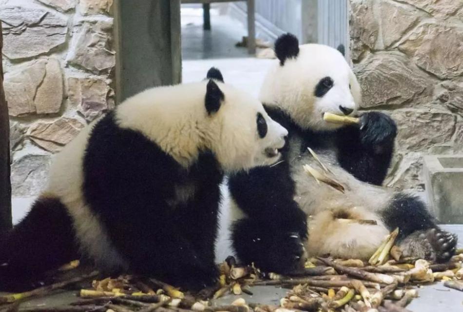 租借到外国的熊猫真的过得好吗,熊猫中国租借熊猫