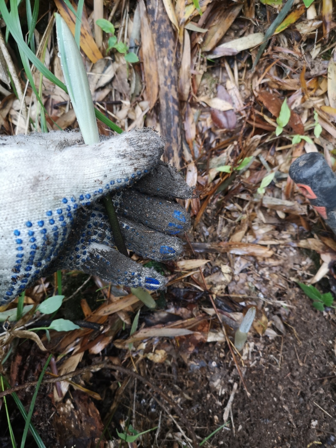 竹林深处探宝——只为了那一棵黄精