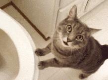 白色猫病,爱喝水的猫得了什么病