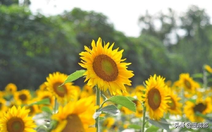 向日葵花海打卡网红地怎么拍照,成都向日葵花海怎么拍照好看
