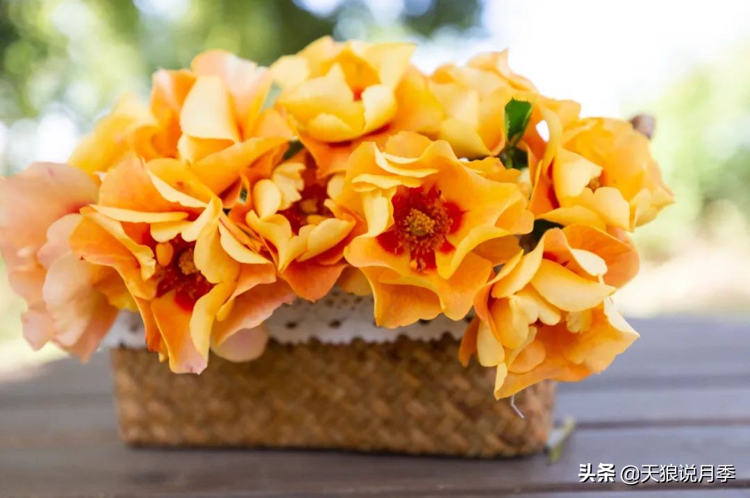 2022年天狼月季新品,月季天狼新品曝光