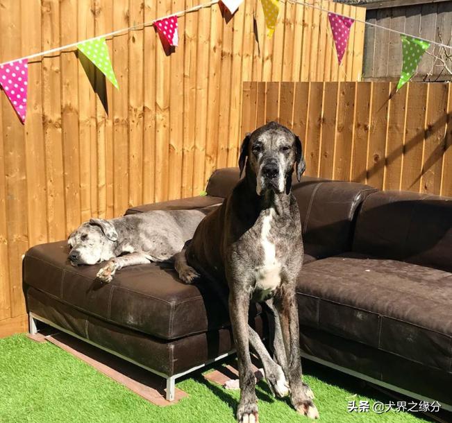 世界上最大的狗但是一点也不凶猛,世界上最大的狗身高可达2.3米