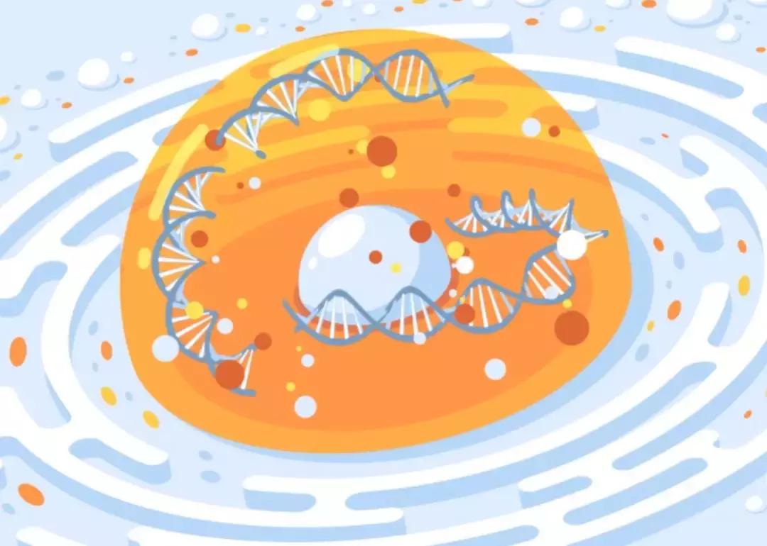 口服玻尿酸市场优势,口服玻尿酸厂家