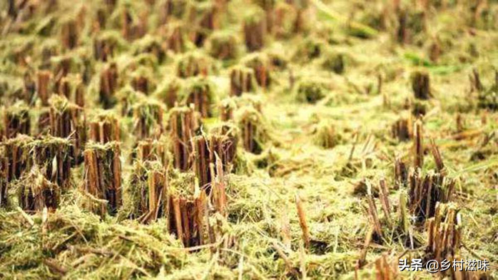 农民工在农村创业门路上干什么活,务工致富