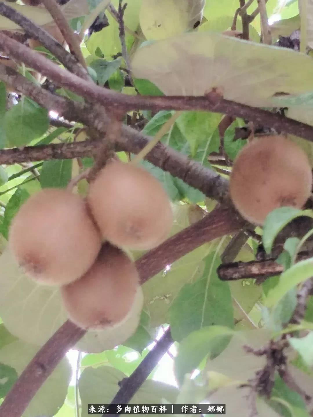 篱笆花开情常在，守你一生不变！