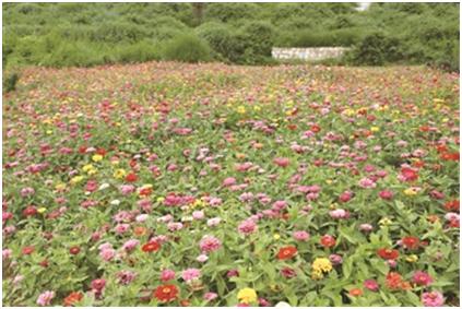 金鸡农庄生态农业发展有限公司,安顺市西秀区七眼桥镇金鸡农庄