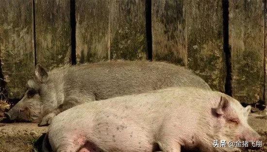 母猪睡觉磨牙吐白沫怎么办，是什么原因「20年老养殖户经验分享」