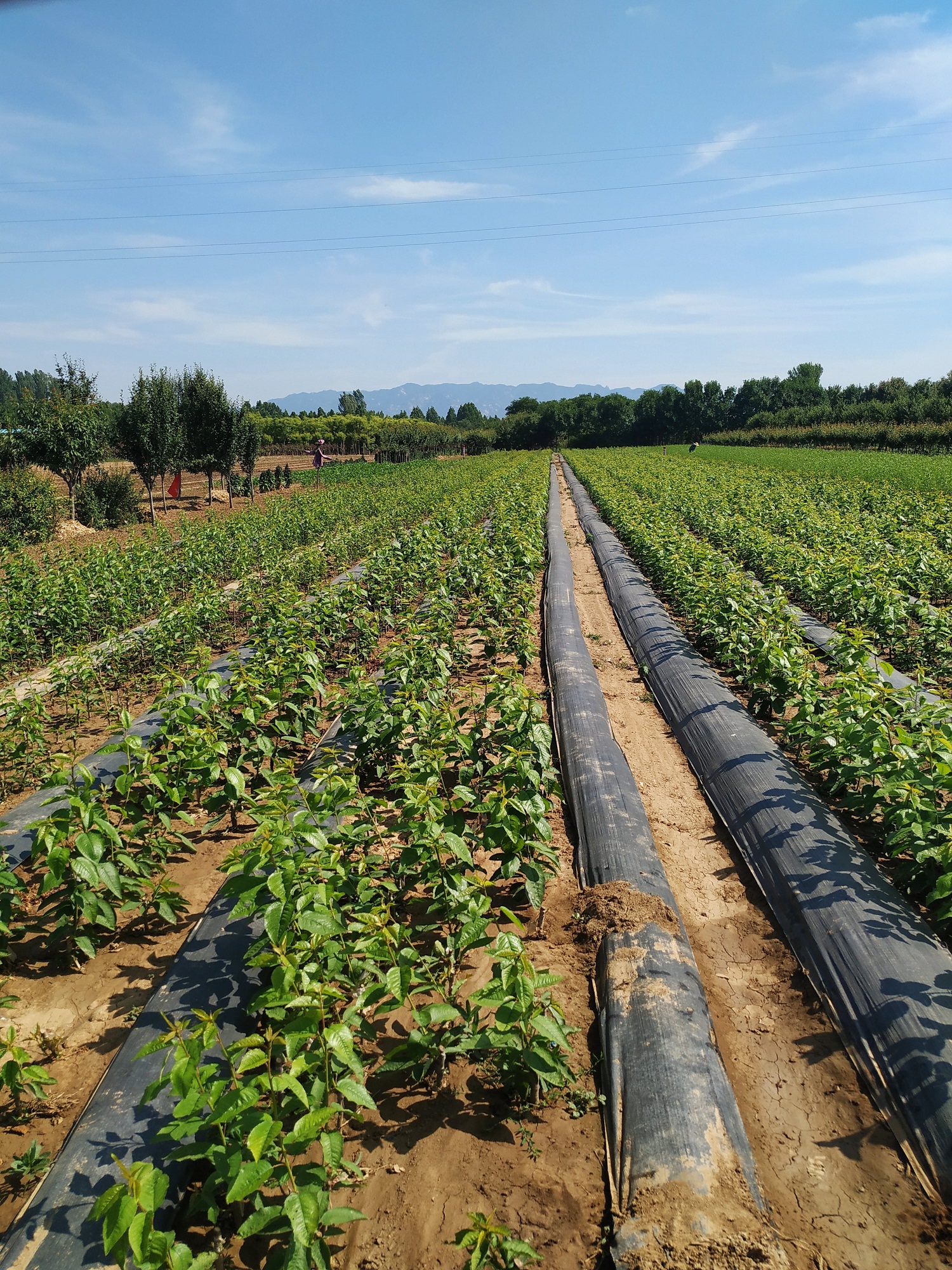 樱桃花期遇高温有什么影响,樱桃硬核期高温有什么影响
