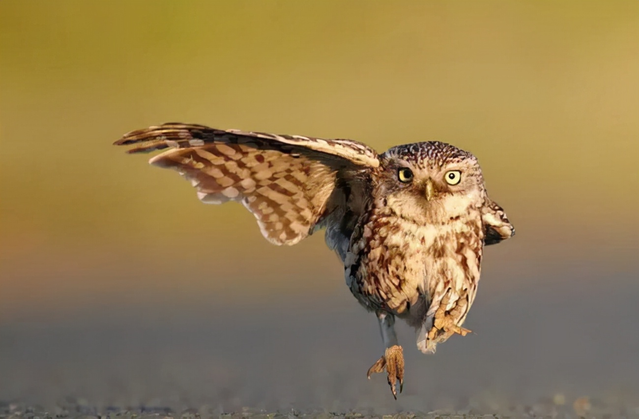 门前猫头鹰晚上老叫是什么征兆,每天晚上有猫头鹰叫有什么预兆