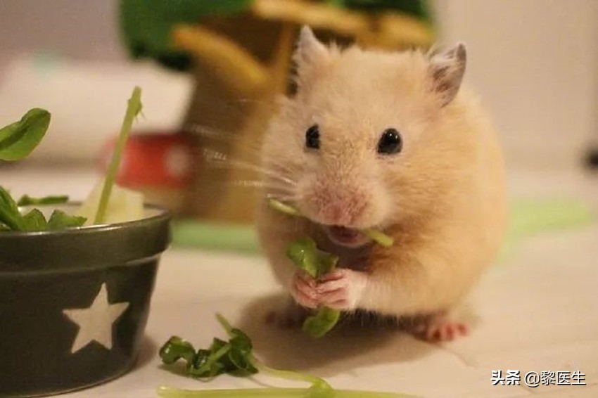 预防鼠疫喝板蓝根管用吗,预防控制鼠疫的主要措施