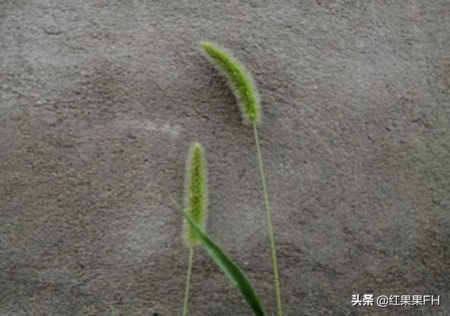 狗尾巴草也有它独特的美,曾经不起眼的狗尾巴草