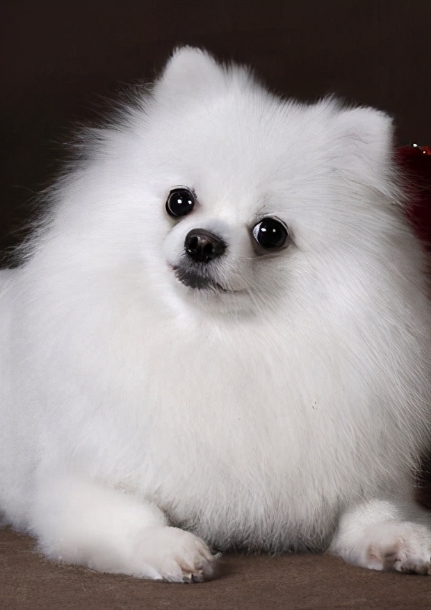 超适合新手养的10种狗狗,这9种狗狗最适合女人养了