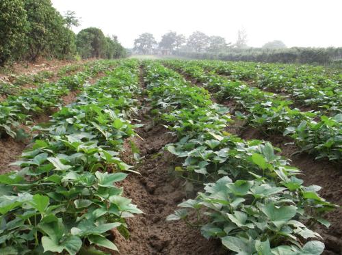 种植红薯要高产该怎么办,农民种红薯怎样育苗