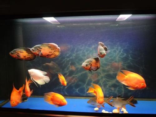 水质黄浊怎么处理最好,自来水水质很白浊有什么办法变清