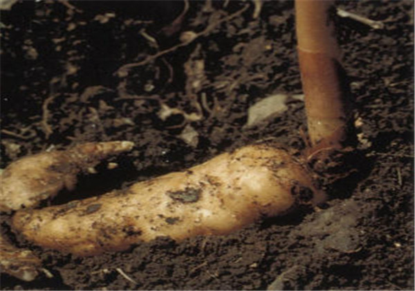 天麻种植技术与栽培管理专家讲解,天麻种植技术怎样管理