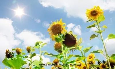 三之三教育,三之三教育理念