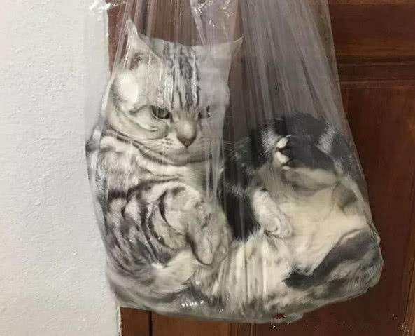 最适合新手养的五种猫咪颜值高,哪10种猫咪既便宜又好养排行榜