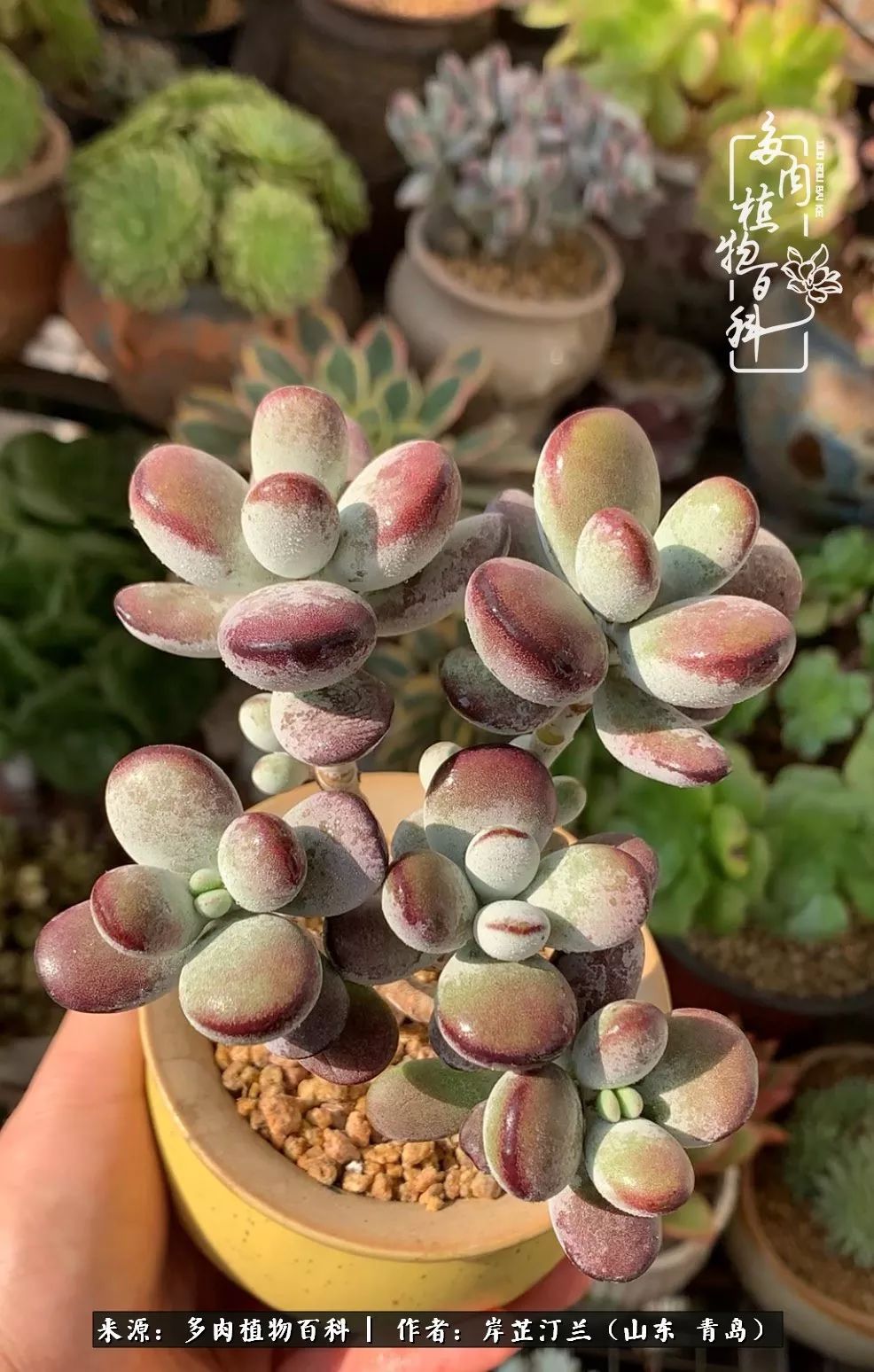 寒冷的冬季唯有多肉,冬日里的多肉宛如雪莲花