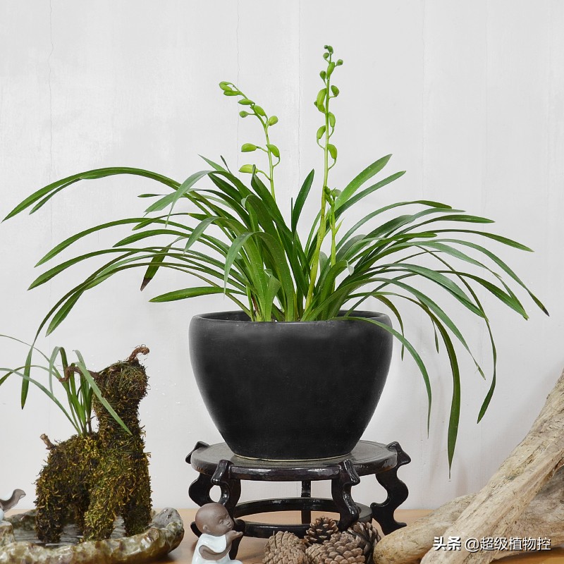 四季开花的香花植物,列举6种香花植物