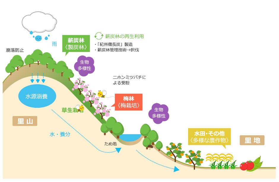 日本这个村种梅子每户年收16万，还种出了“世界文化遗产”