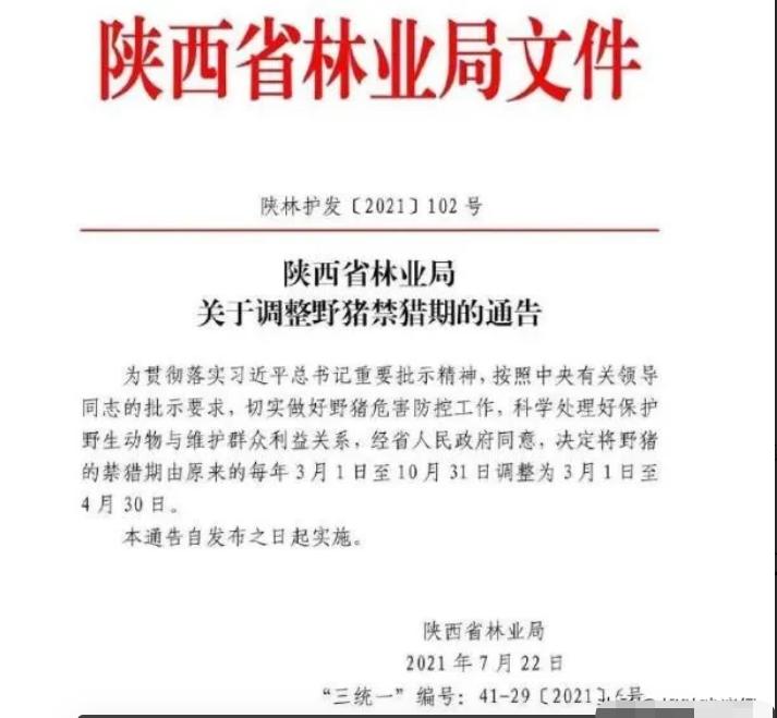 捕杀一头野猪要判多少年,野猪泛滥成灾国外的猎人捕猎野猪