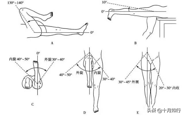 髋关节运动知识点总结大全,髋关节功能锻炼操作流程