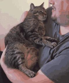 猫喜欢咬人是什么心态,猫已经养成咬人的习惯怎么纠正