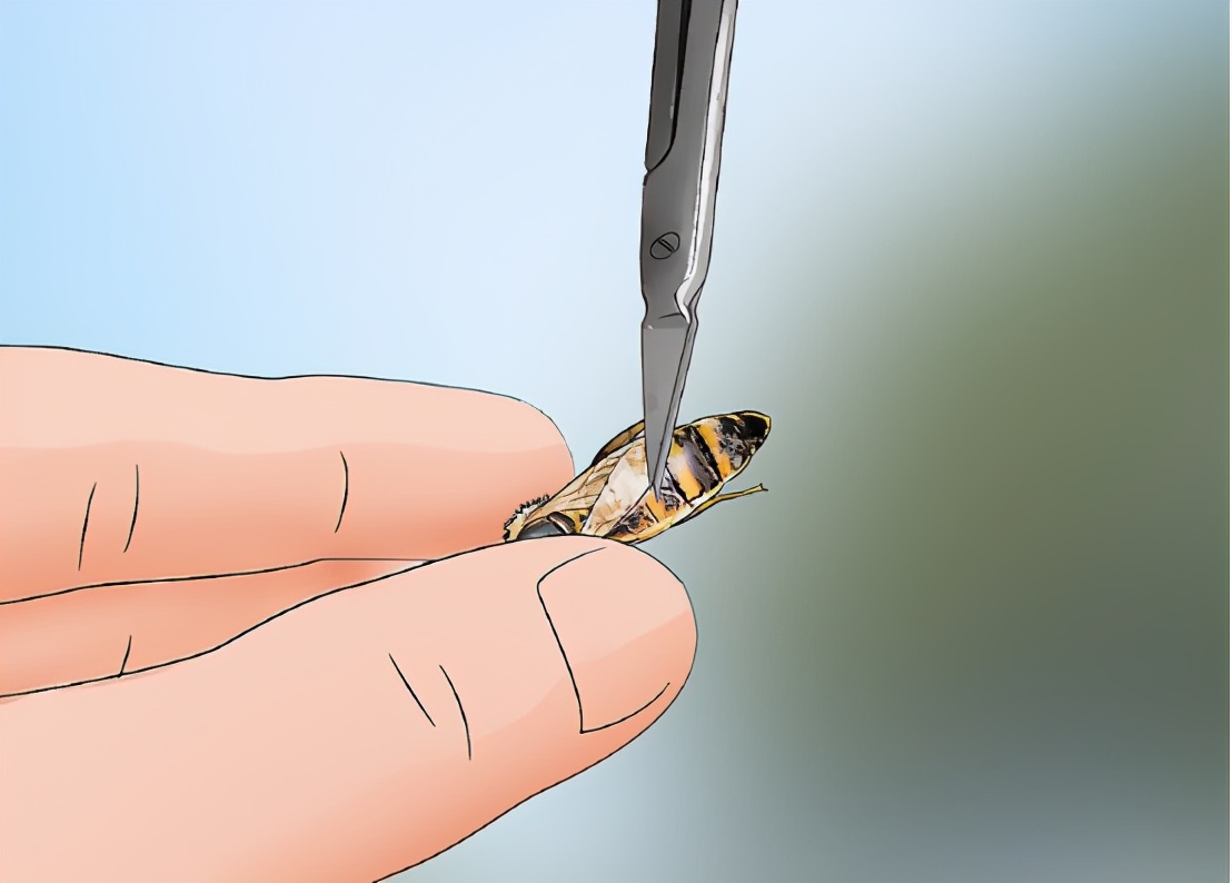 土养蜜蜂换王怎样方便找到蜂王,蜜蜂二十多只带一个蜂王怎么养殖