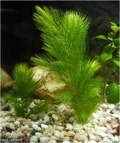 水草常见问题,常见鱼缸水草