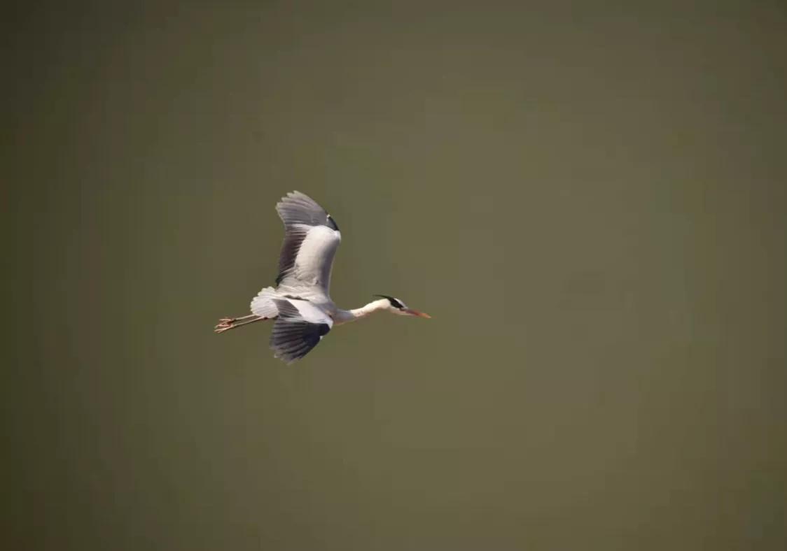 春暖桃花开的视频,春暖桃花开长视频