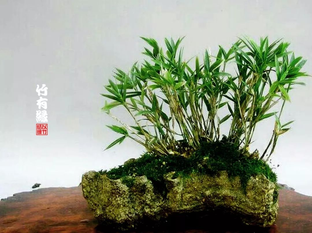 《竹子浇水宝典》竹子浇水是门大学问!