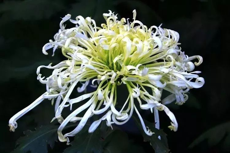 花中四君子菊花国画用笔,花中四君子菊花高清图片