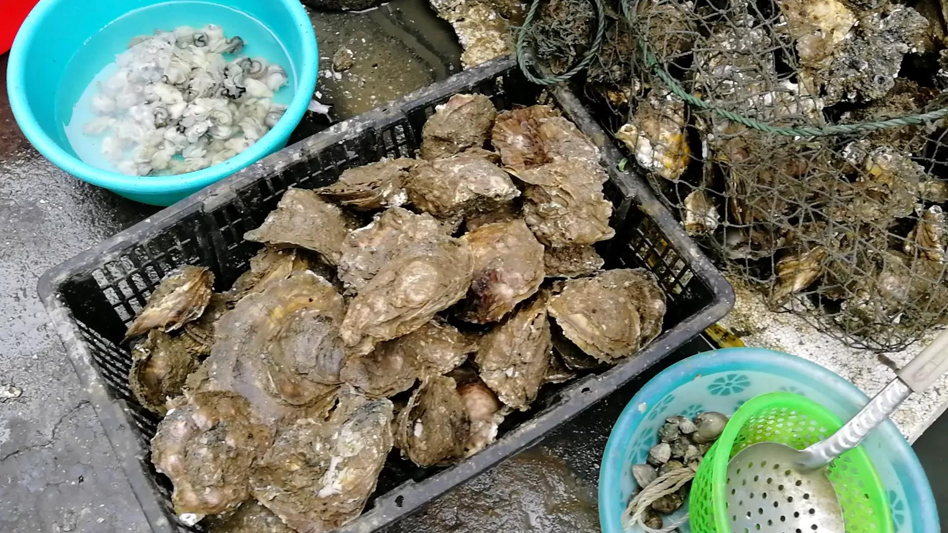 阳江海陵岛白蒲镇海鲜市场,海陵岛白蒲镇有什么好玩的地方