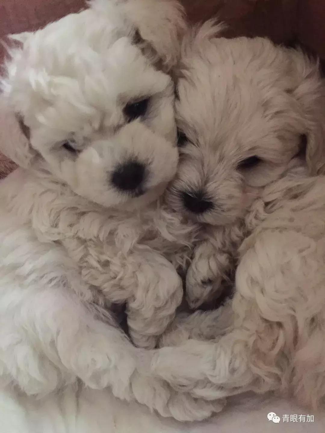 鱼丸小姐的狗年狗事儿︱青眼有加