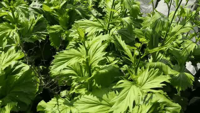 广西河池照片,广西河池图片大全