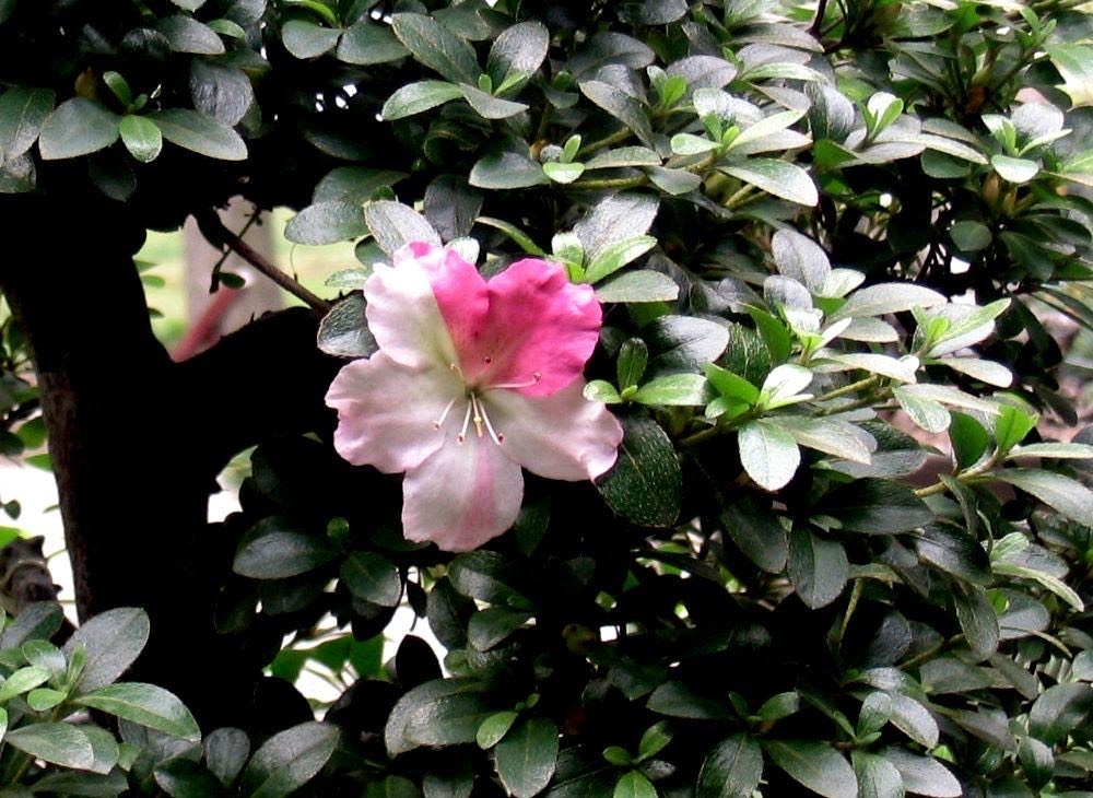 养好杜鹃花的秘诀,养好杜鹃花并不难