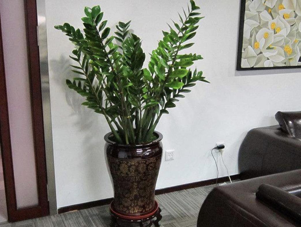 哪种树招财又旺宅,客厅最好养的两种树