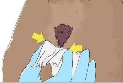 猫咪屁股臭用什么药,为啥猫咪屁股很红