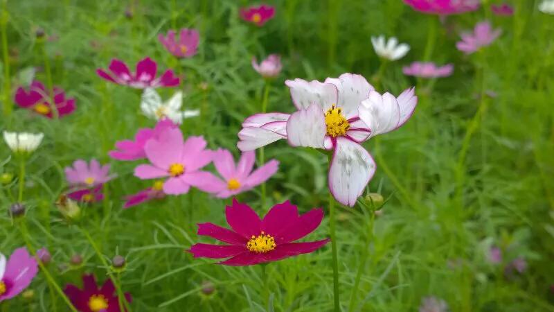 手拍世界,手拍世界作品专集