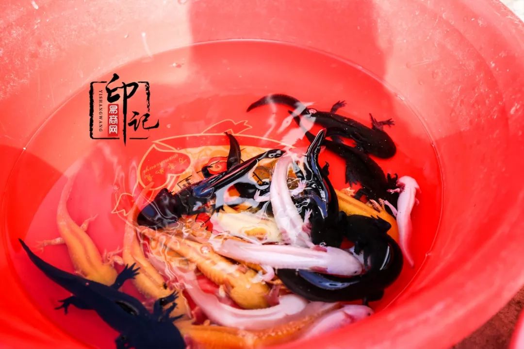 商丘花鸟批发基地,商丘花鸟市场地址