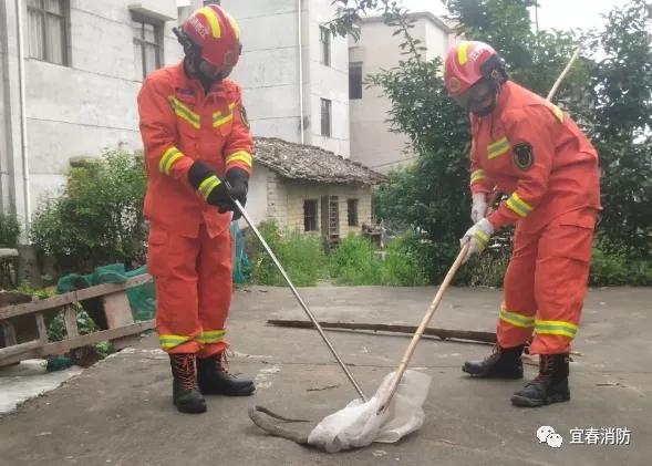 家附近蛇多怎么预防蛇不进屋,有蛇出没的地方怎么预防