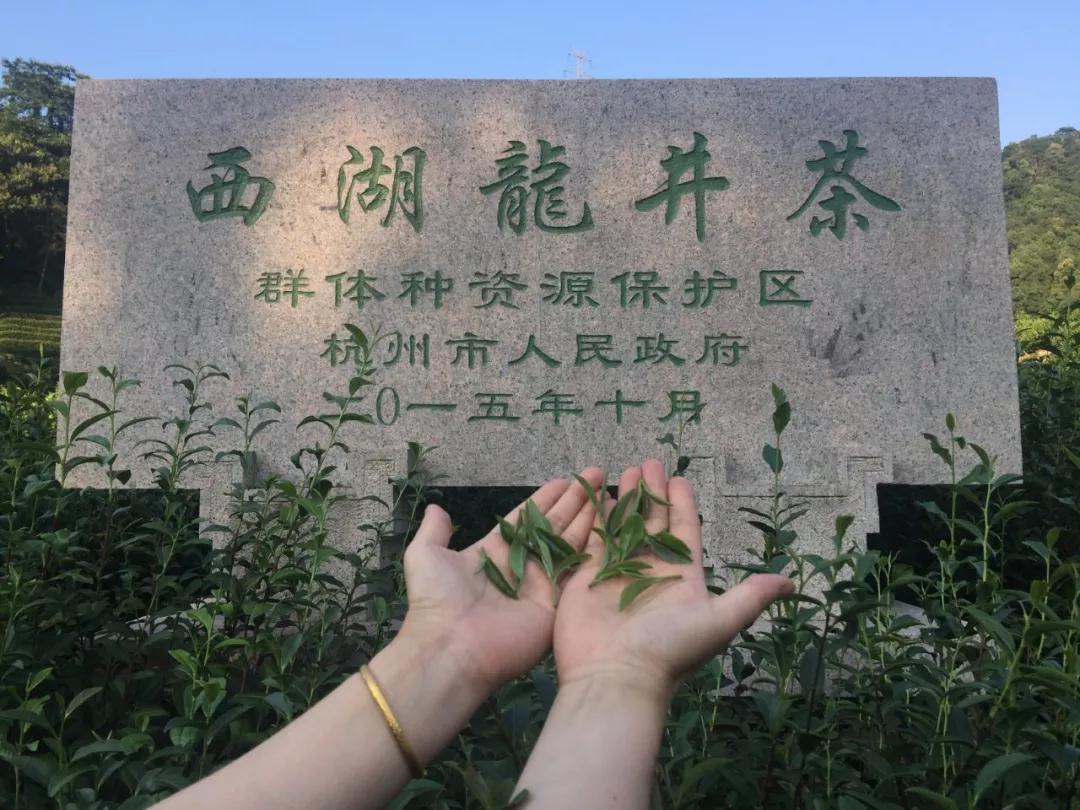 御野牌西湖龙井茶,杭州御野龙井茶价格