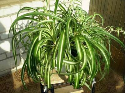 金边吊兰的养殖方法,绿萝的养殖方法