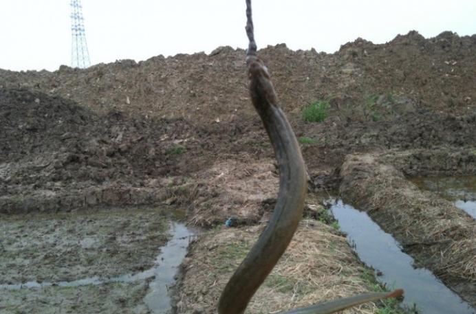 钓黄鳝的视频最新,如何正确的钓黄鳝