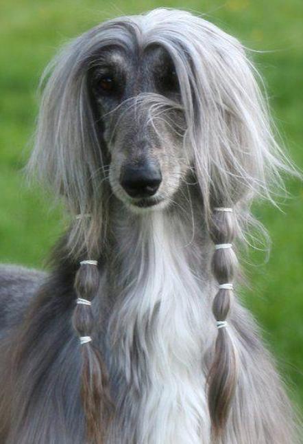 世界最贵的五种狗狗,全世界最贵的狗狗多少钱一只